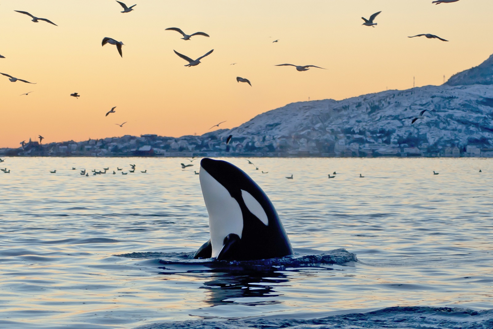 Orca im Meer