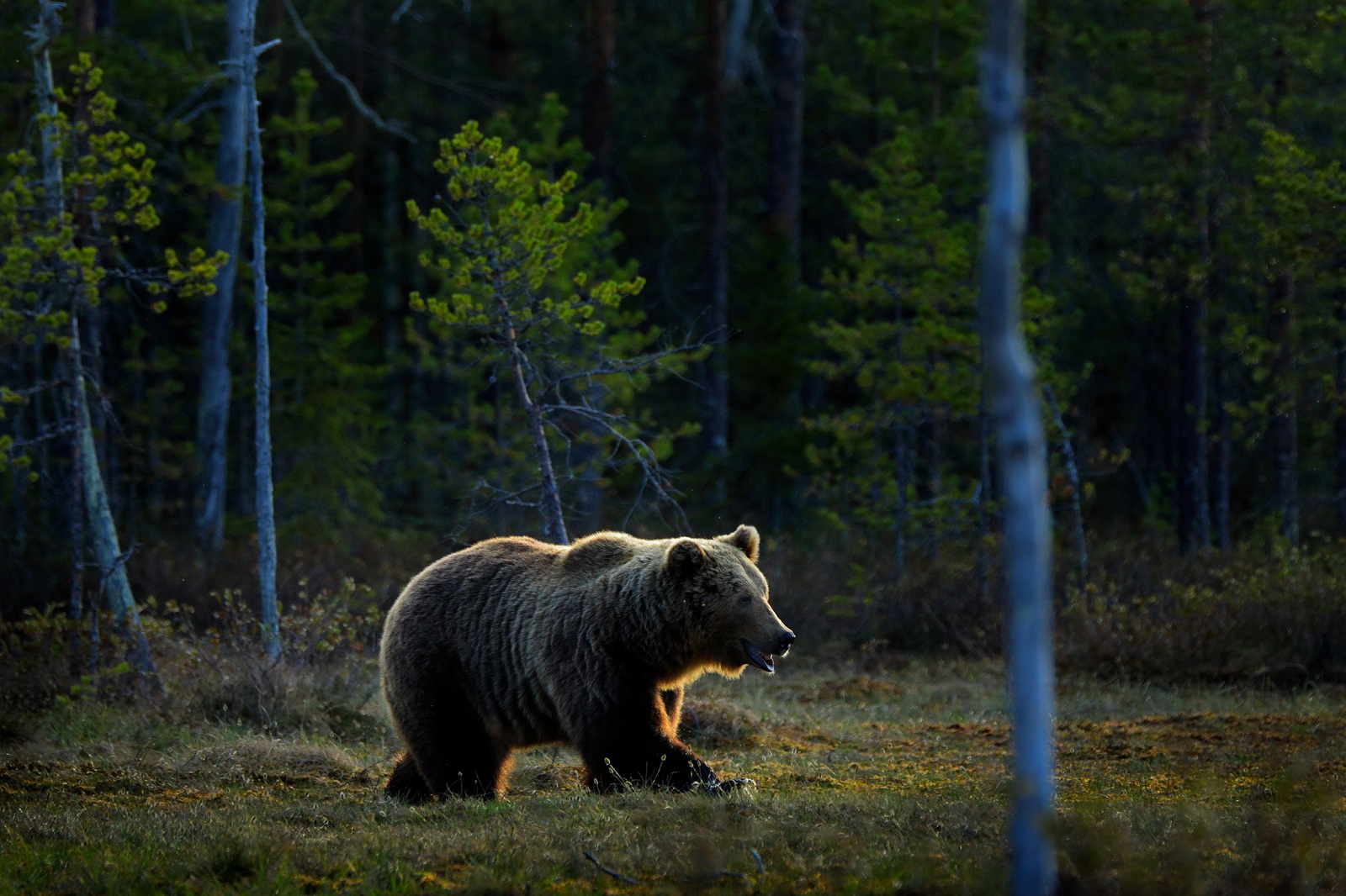 Bär im Wald