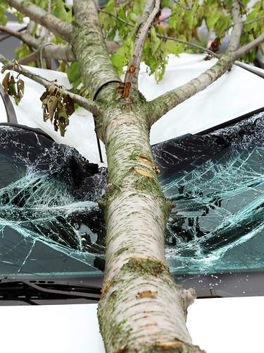 Baum fällt auf Auto