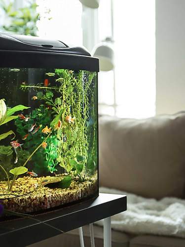 Ein Aquarium steht auf einem Tisch im Wohnzimmer.