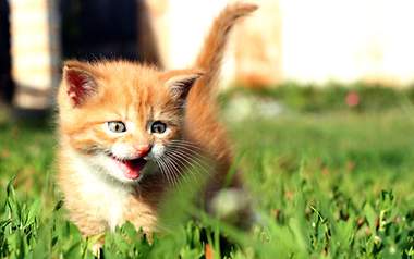 Katzenkitten