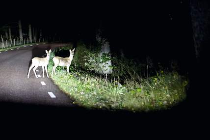 Ein Hirsch läuft über die Straße und ein Auto kommt herangefahren.