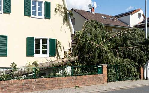 Welche Versicherung zahlt welchen Schaden nach Unwetter? Baum, der nach einem Unwetter umgefallen ist.