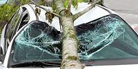 Das Bild zeigt einen Baum, der auf ein Auto gefallen ist, welches durch eine Sachversicherung abgesichert ist.