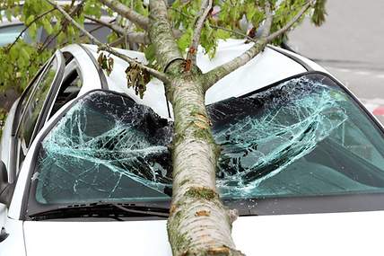 Das Bild zeigt einen Baum, der auf ein Auto gefallen ist, welches durch eine Sachversicherung abgesichert ist.