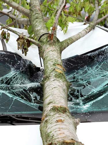Das Bild zeigt einen Baum, der auf ein Auto gefallen ist, welches durch eine Sachversicherung abgesichert ist.
