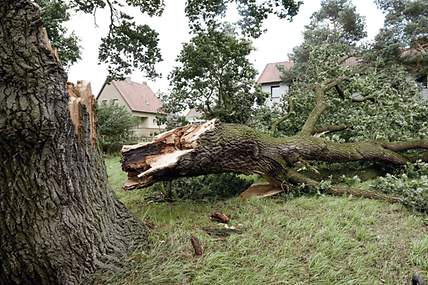 Ein Baum ist auf ein Hausdach gestürzt.