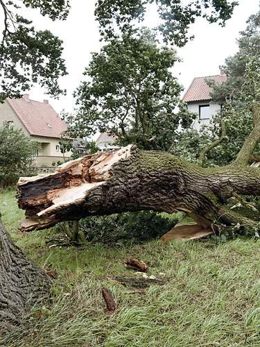 Ein Baum ist auf ein Hausdach gestürzt.