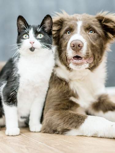 Schütze deinen Buddy wie dich selbst - Tierkrankenversicherung CosmosDirekt