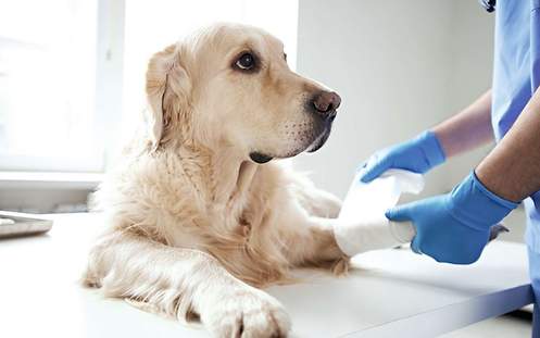 Operationen von Hund und Katze können teuer werden - Tierkrankenversicherung