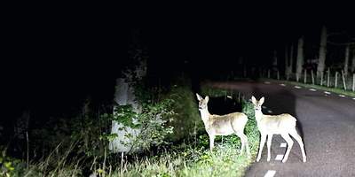 Wildunfall - Ratgeber Autoversicherung - Header