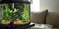 Aquarium-Versicherung & Hausrat - Ratgeber - Header
