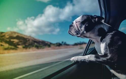 Hund im Auto
