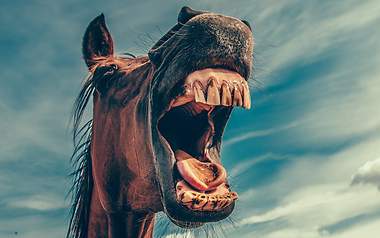 Pferd mit offenem Maul