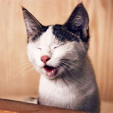 Katze mit geöffnetem Mund