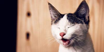 Katze mit geöffnetem Mund