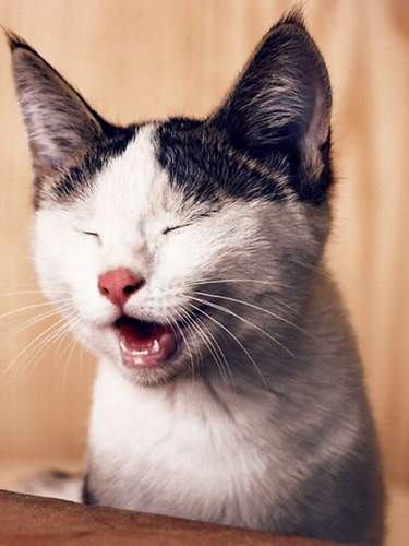 Katze mit geöffnetem Mund