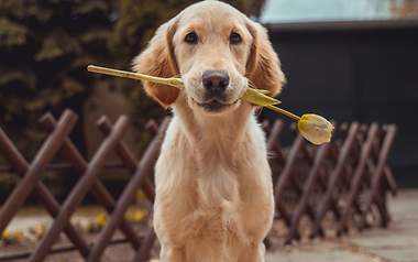 Hundebild mit Blumen im Mund