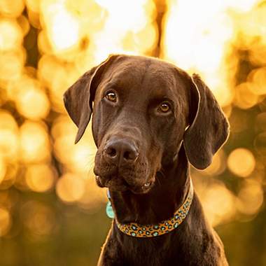 brauner Labrador 