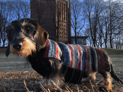 Hund Kalle mit Mantel