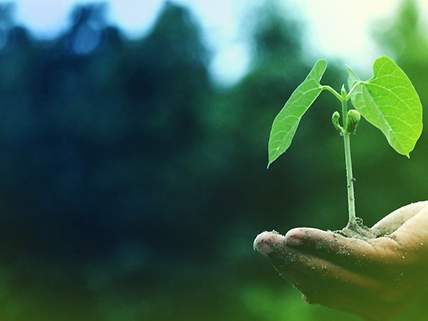 Ein kleiner grüner Sprösling auf einer Hand im Grünen